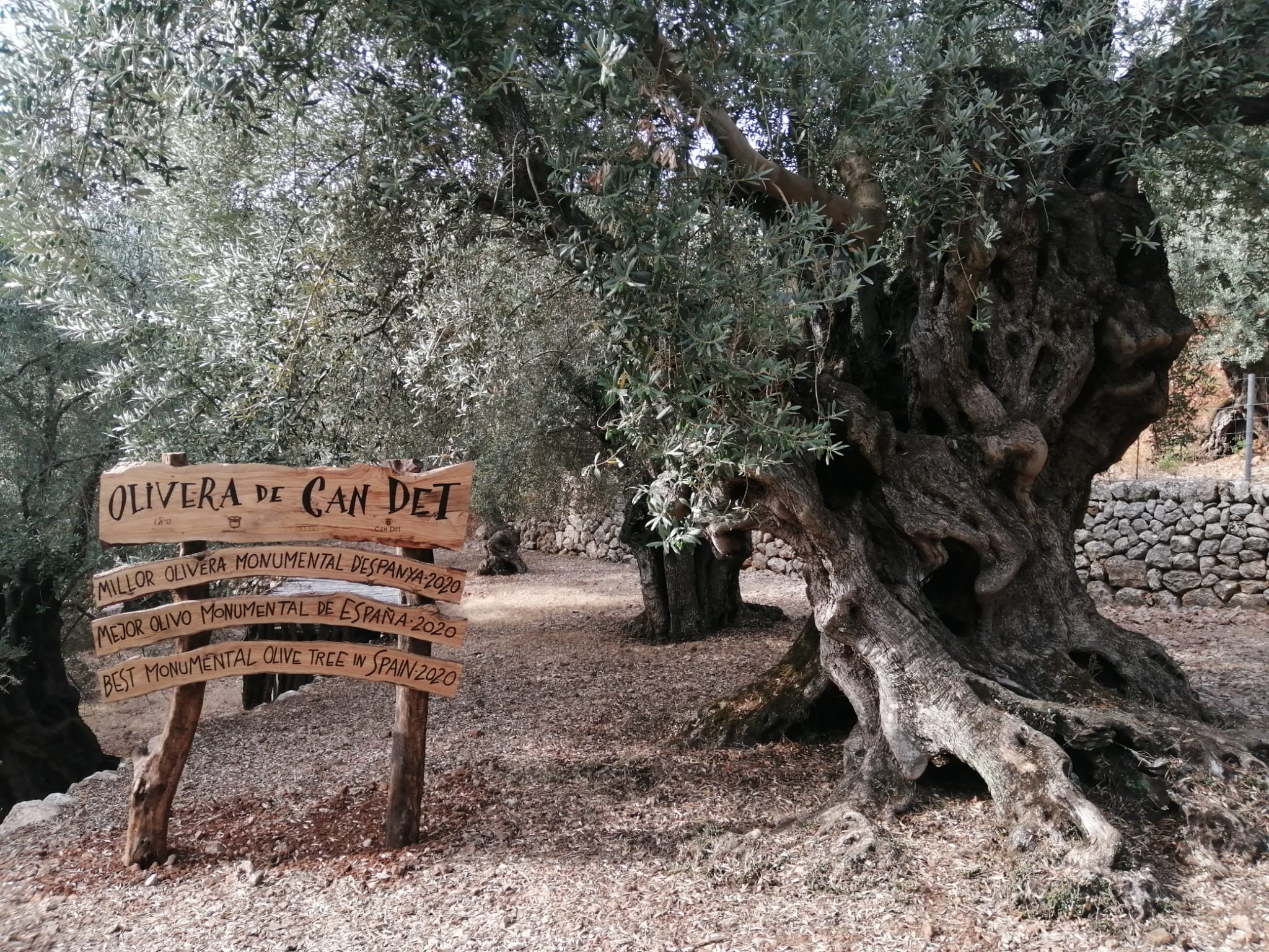 Der Olivenbaum von Can Det auf Mallorca