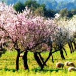 Primavera en Mallorca